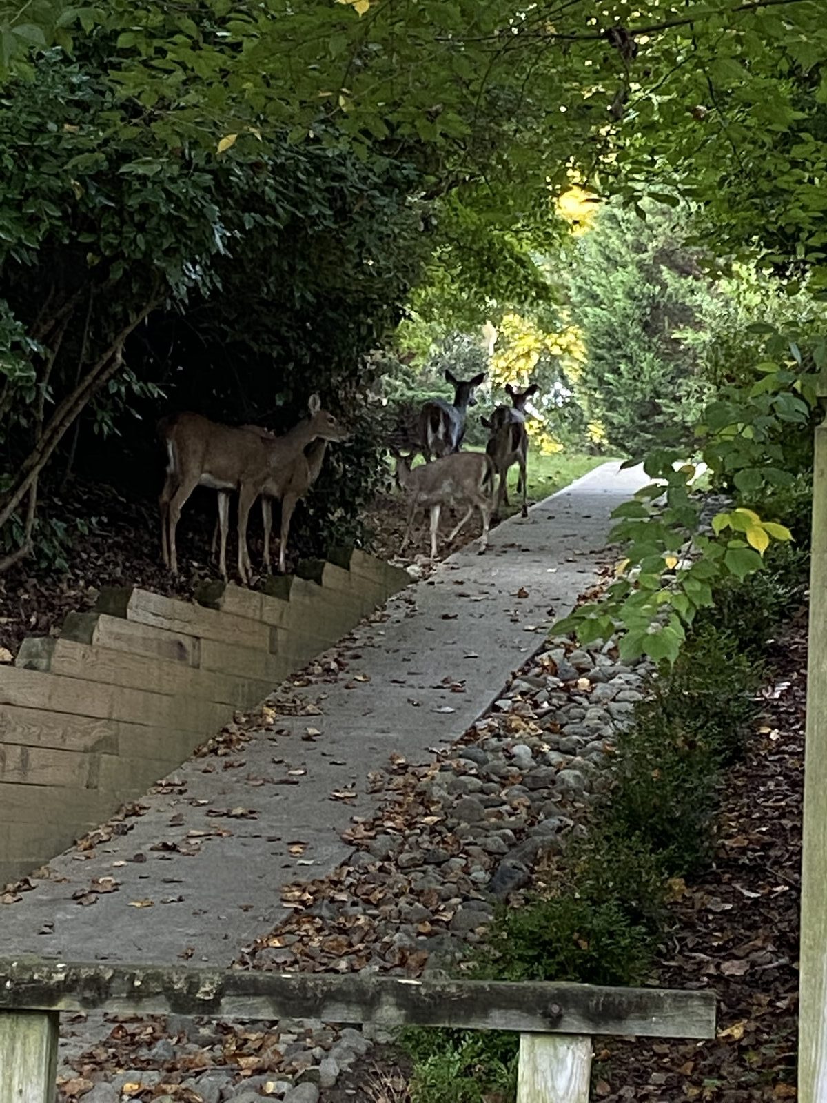 Fallsgate walking path to Winterset - With Deer