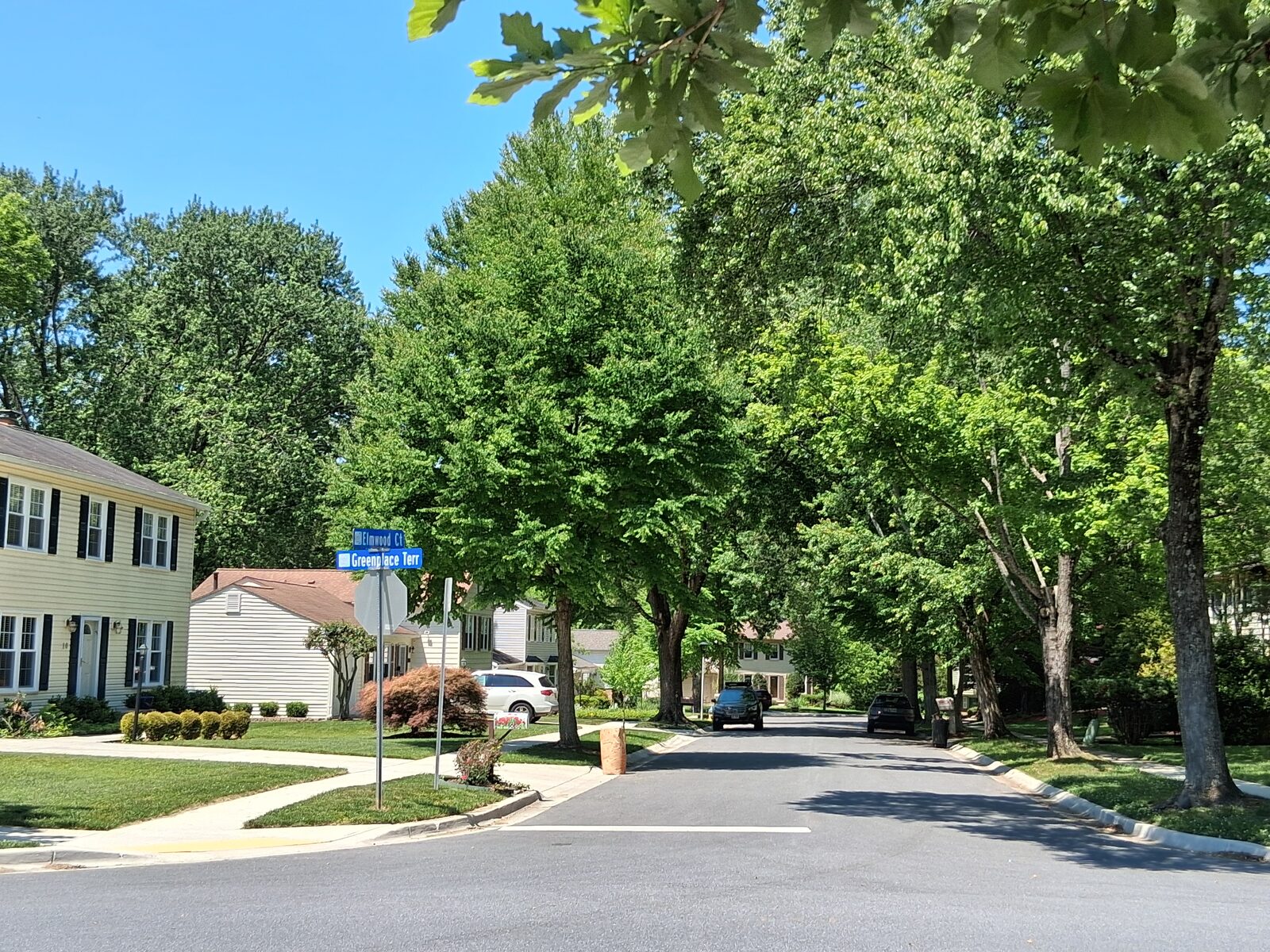Large shade-tree canopy over Elmwood Court in Fallsmead, Rockville