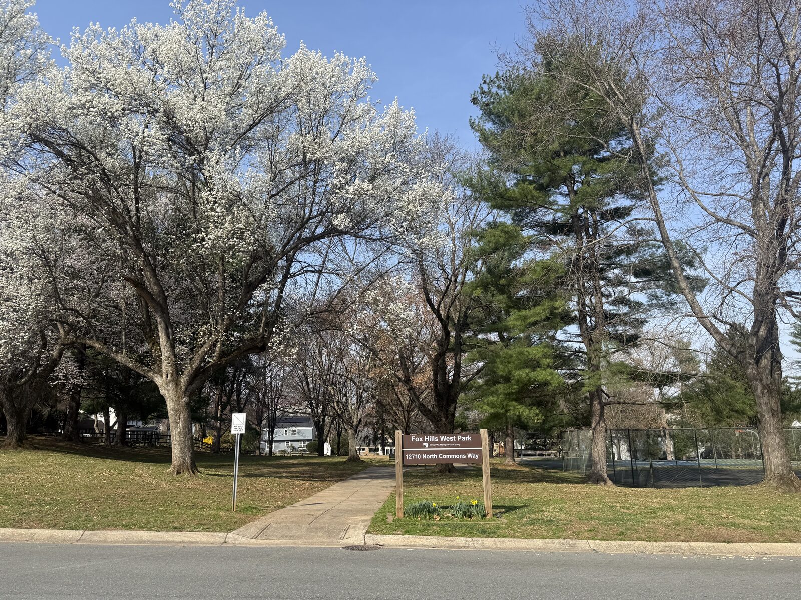 Bradford pear (Pyrus calleryana) starting to bloom