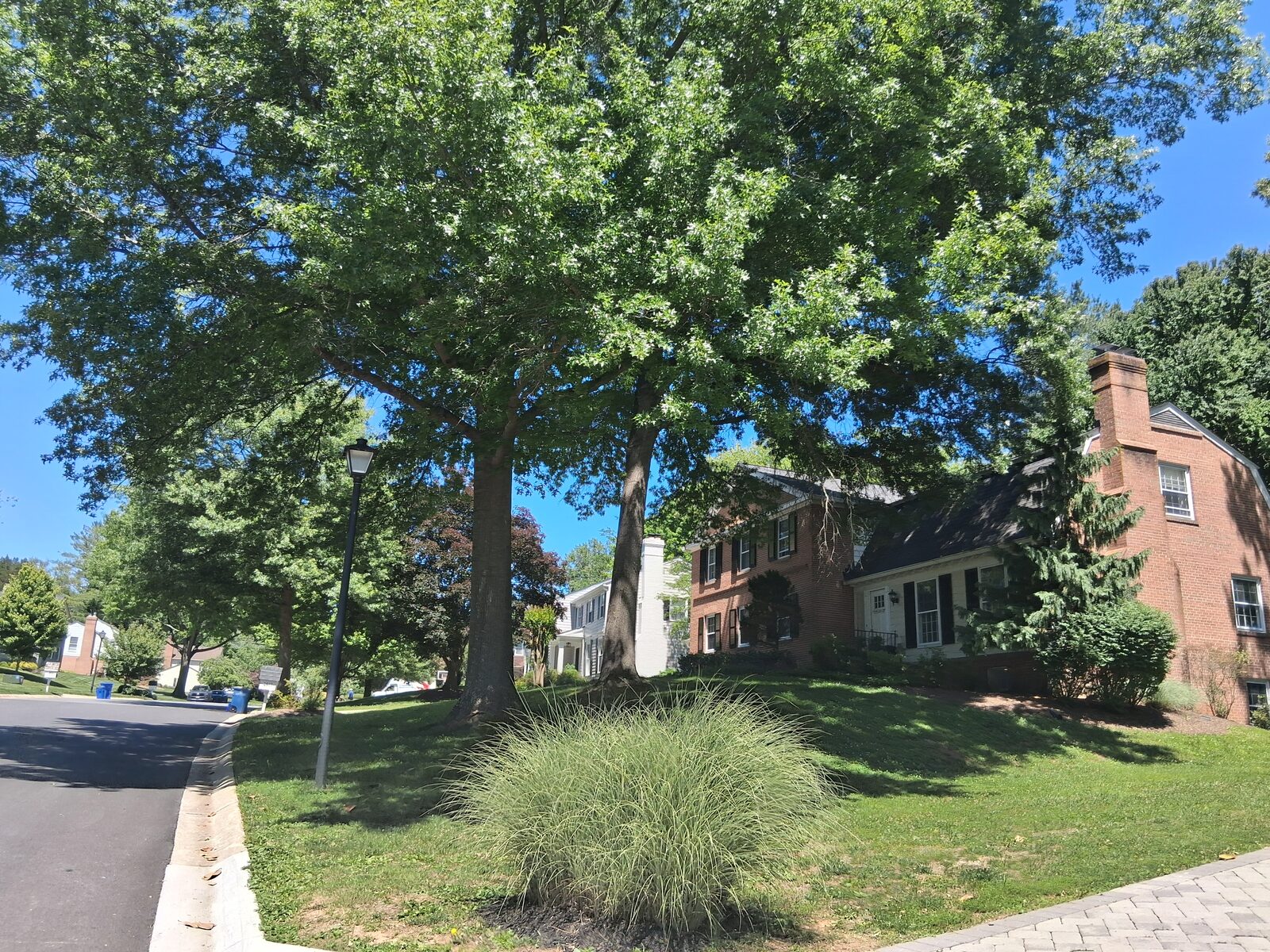 Mature shade tree beside a brick colonial home in River Falls, Potomac